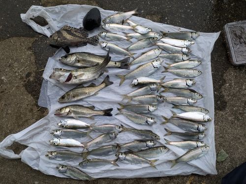 コショウダイの釣果