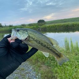 ラージマウスバス