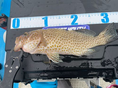 オオモンハタの釣果