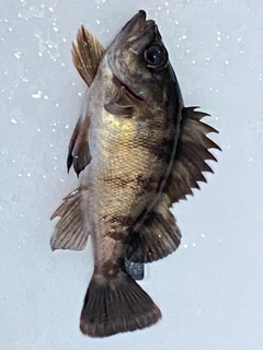 アカメバルの釣果