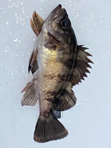 アカメバルの釣果