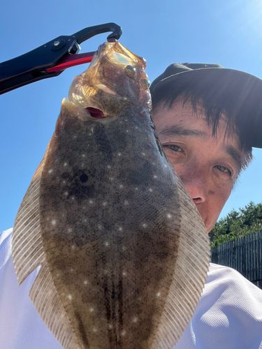 ヒラメの釣果