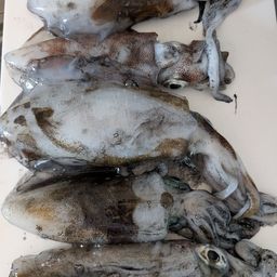 アオリイカ