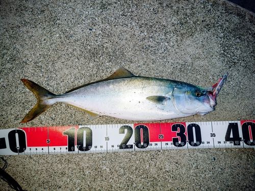 ワカシの釣果