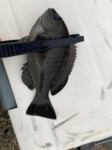 メジナの釣果