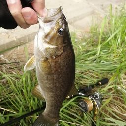 スモールマウスバス