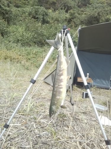 サケの釣果
