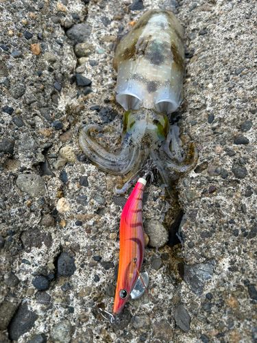アオリイカの釣果