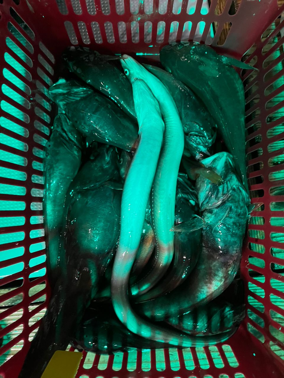 アナゴ