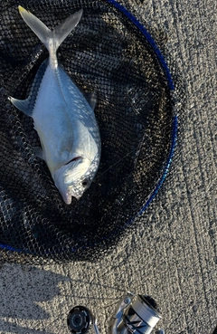 ロウニンアジの釣果