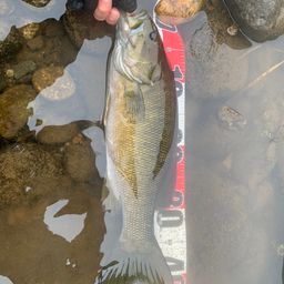 スモールマウスバス