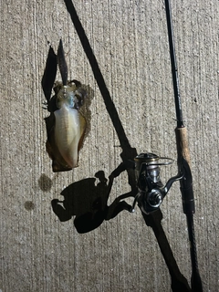 イカの釣果