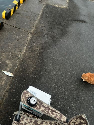 コノシロの釣果
