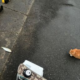 コノシロ