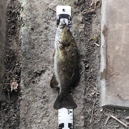 スモールマウスバス