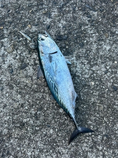 スマガツオの釣果