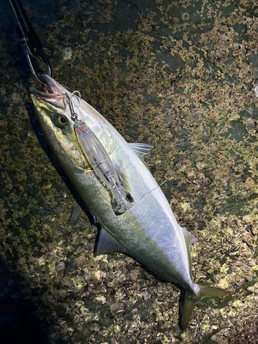 ハマチの釣果