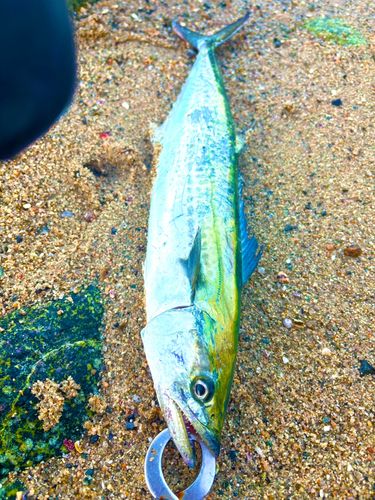 サゴシの釣果