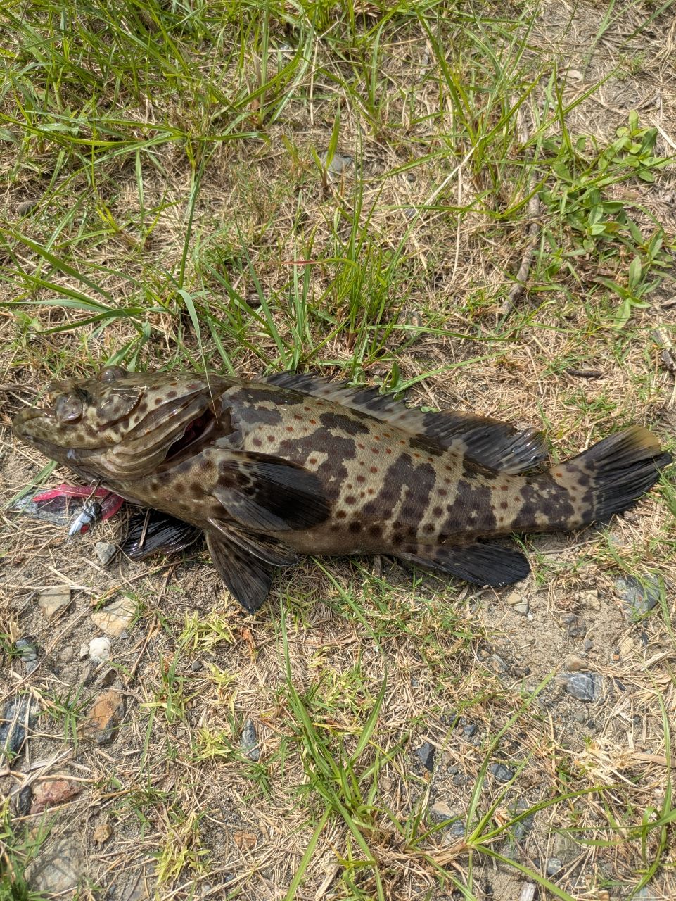 アズキハタ