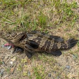 アズキハタ