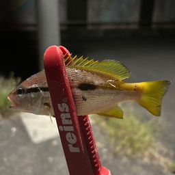 ヨコスジフエダイ