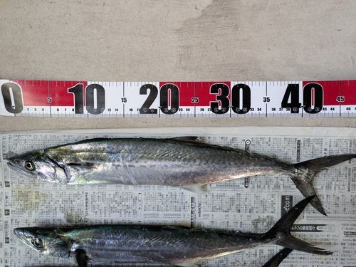 サゴシの釣果