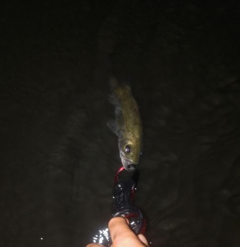 セイゴ（マルスズキ）の釣果