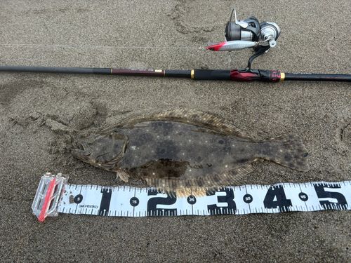 ヒラメの釣果