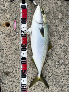 ワラサの釣果