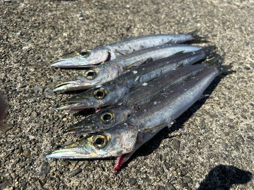 ヤマトカマスの釣果