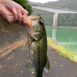 ブラックバス