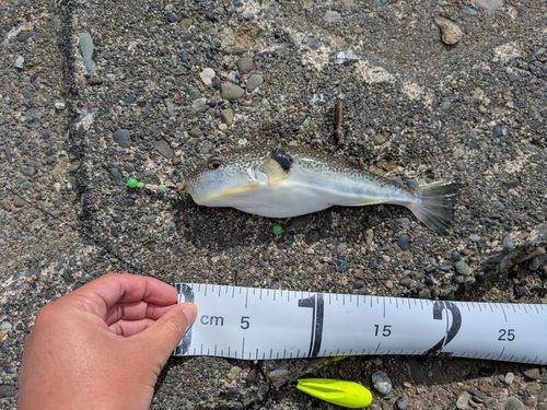 フグの釣果