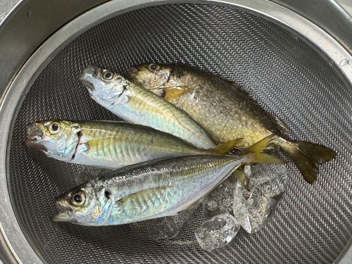 マアジの釣果