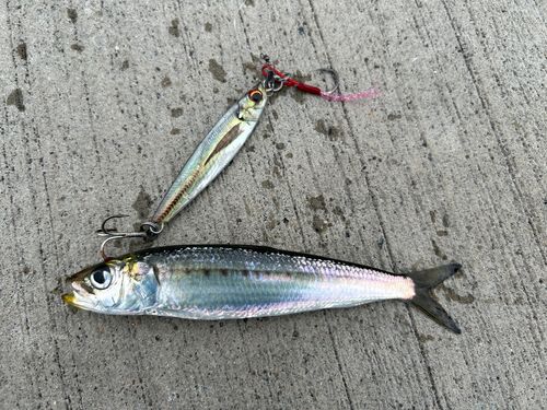 イワシの釣果