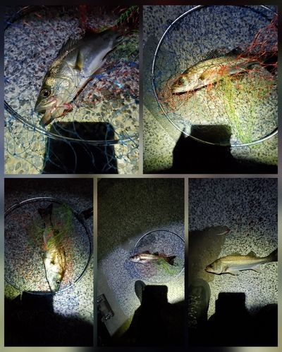 フッコ（マルスズキ）の釣果