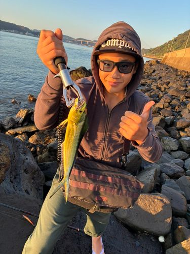 シイラの釣果