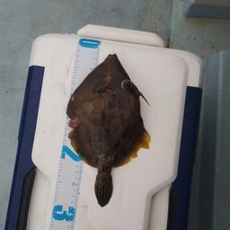 カワハギ
