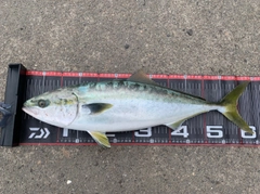 ワラサの釣果