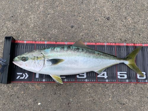 ワラサの釣果
