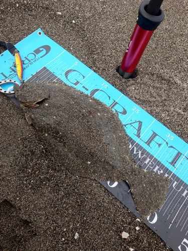 ヒラメの釣果