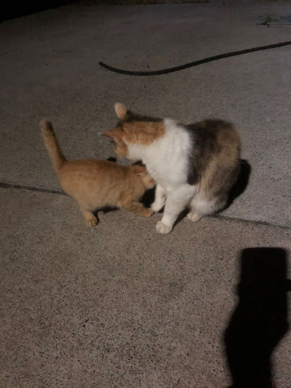 マゴチ