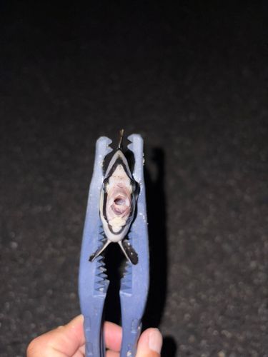 シマダイの釣果
