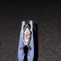 シマダイ