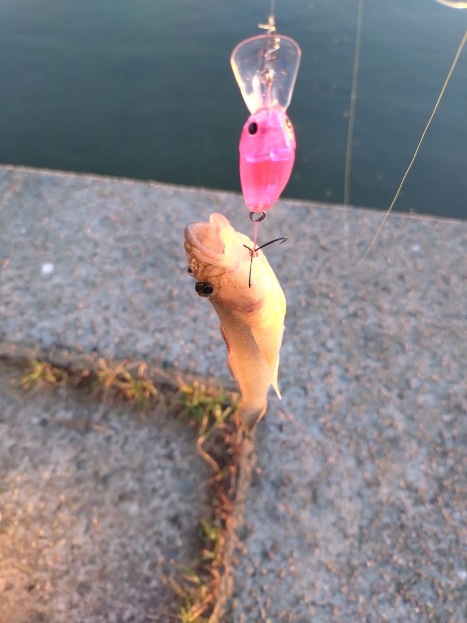 マハゼ