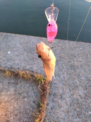 マハゼの釣果