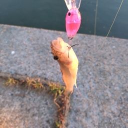 マハゼ