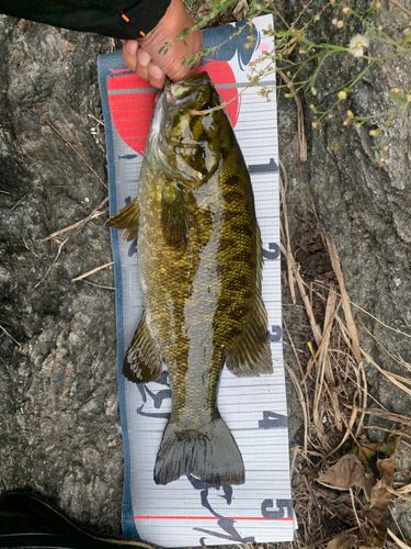 スモールマウスバスの釣果