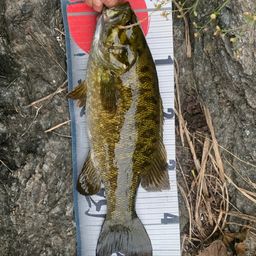 スモールマウスバス