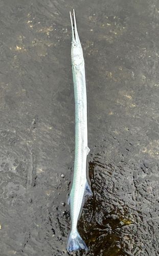 ダツの釣果