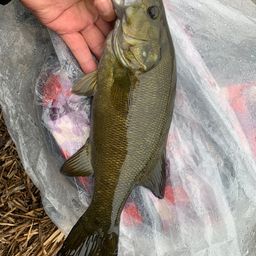 スモールマウスバス